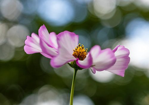 Fleur de Cosmea blanc/rose sur Ann Motet