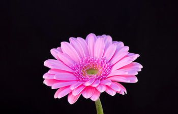 Gerbera