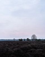 Pastelkleurige heide vlak voor zonsopkomst