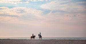 Cavaliers à cheval un soir d'été dans le Vrouwenpolder 2