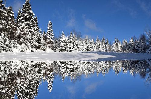 Winterreflectie op het meer