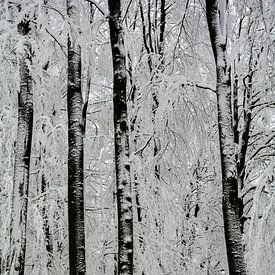 Winter Wald von Claudia Evans
