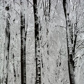 Winterbos van Claudia Evans