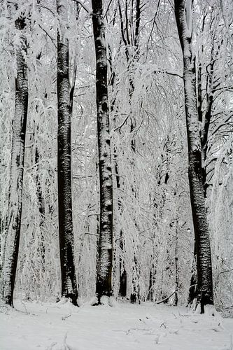 Winterbos