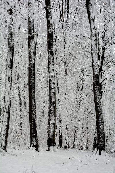 Winterbos van Claudia Evans