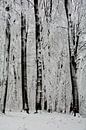 Winterbos van Claudia Evans thumbnail