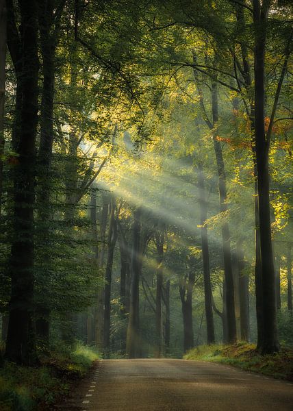 Sun harps in the forest by Rob Sprenger