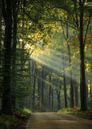 Sun harps in the forest by Rob Sprenger thumbnail