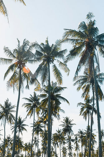 Palm trees forest | travel photography print | Lombok Indonesia