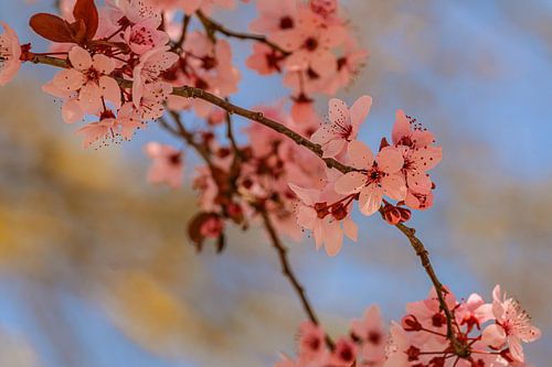 Délicates fleurs dans le ciel printanier