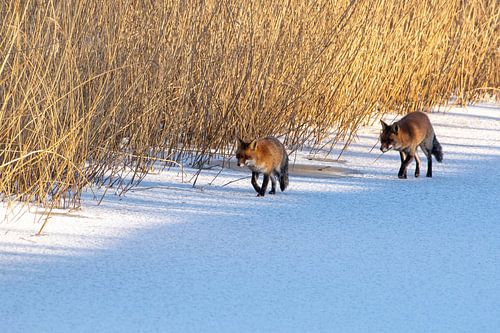 Foxes prowling a frozen canal.