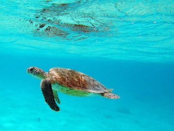 Zoutpier Bonaire geniet van het mooie schildpadje. van Silvia Weenink