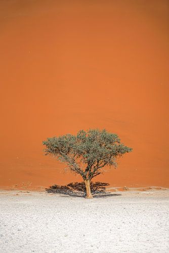 Un arbre à épines de chameau (Vachellia erioloba) isolé à Sossusvlei, en Namibie