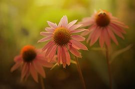 Die Drei van Zwergls Lichtermeer