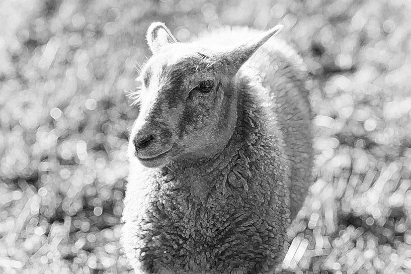 a young sheep lamb in black and white by John Quendag