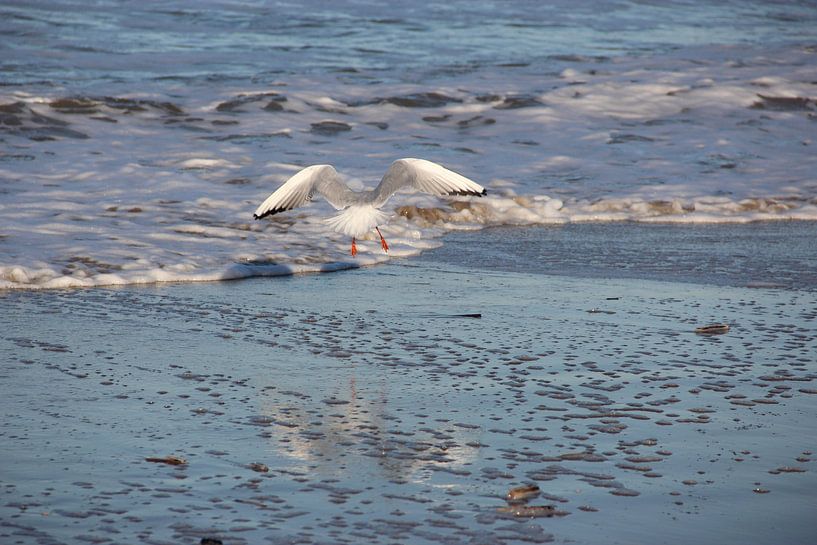 Seagull 5 by Wilma Overwijn