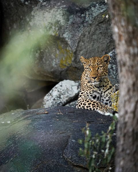 Leopard im Krüger-Nationalpark von Tom Zwerver