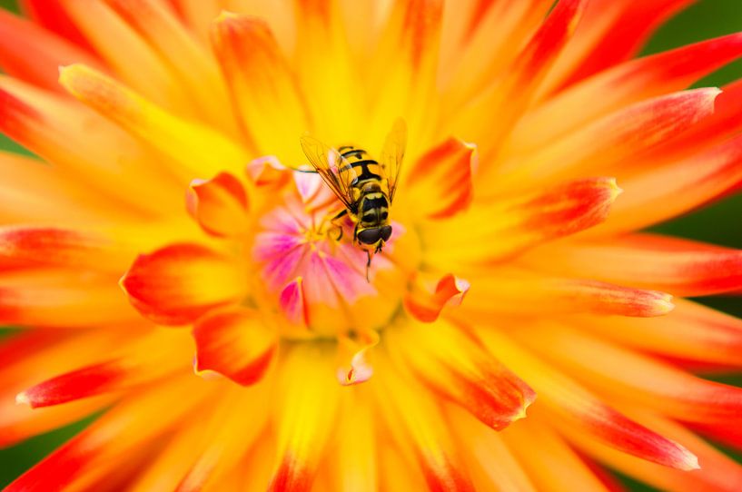 Schwebfliege auf farbenfroher Blume von Alvin Aarnoutse