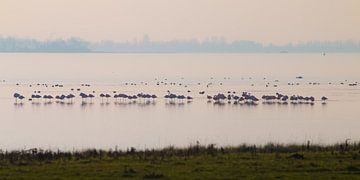 Flamingos von Nuance Beeld