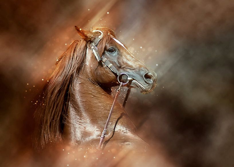 De beaux chevaux par Peter Roder