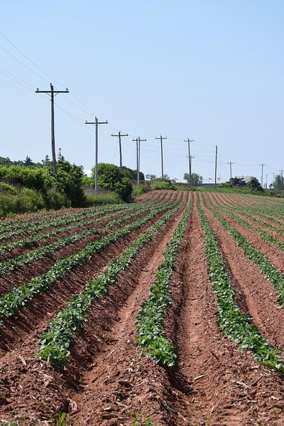 Ein Kartoffelacker im Sommer von Claude Laprise