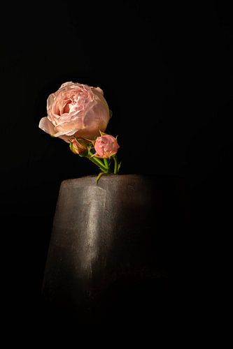 rose in earthenware pot in the spotlight