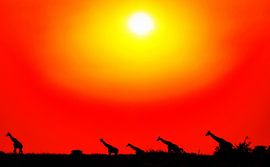 Traum von Afrika - Uganda von WiWo