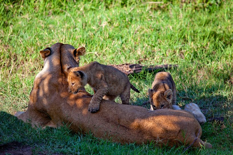 2 Löwinnen m. Jungen von Peter Michel