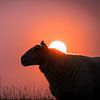 Schaf im Sonnenuntergang von Rob van der Wal