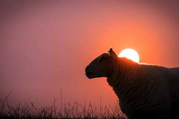 Sunset Sheep by Rob van der Wal