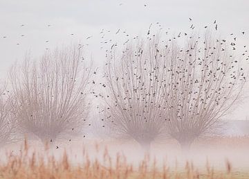 Des saules têtards avec des oiseaux dans la brume, sur natascha verbij