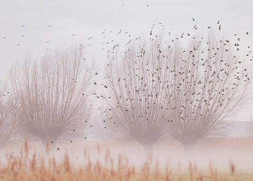 Des saules têtards avec des oiseaux dans la brume,