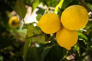 La Toscane douce et fraîche au citron