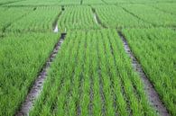 Javanese rice field pattern by Martijn Stoppels thumbnail