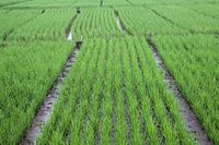 Javanese rice field pattern