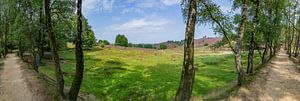 Posbank | Veluwezoom | Panorama der Violetten Heide von einem Waldweg aus von Ricardo Bouman Fotografie