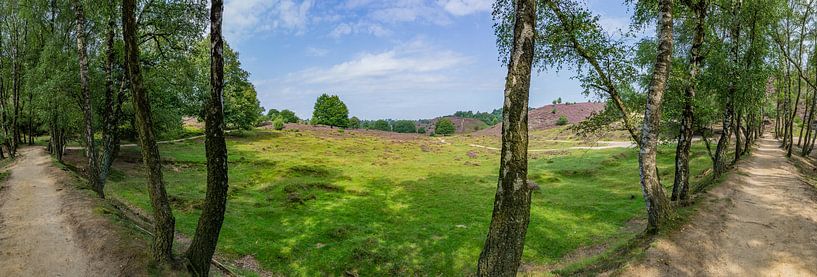 Posbank | Veluwezoom | Panorama der Violetten Heide von einem Waldweg aus von Ricardo Bouman Fotografie