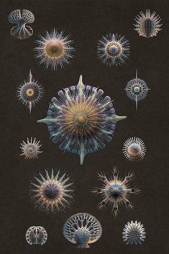 Ode à Haeckel