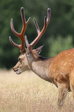 Deer in the field by Heike Hultsch