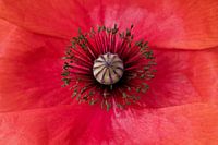 In the heart of a poppy