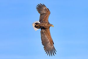 Seeadler  jagend im Himmel über einem Fjord