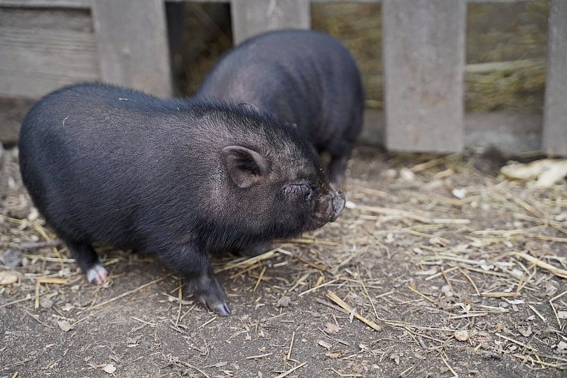 Minischwein Ferkel beim ersten Ausgang auf dem Hof. von Babetts Bildergalerie