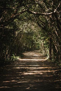 Forest path in Light and Shadow Natural Tunnel of Green by Femke Ketelaar