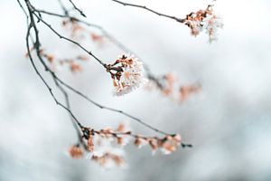 Winter bloesem van Patrick Verheij