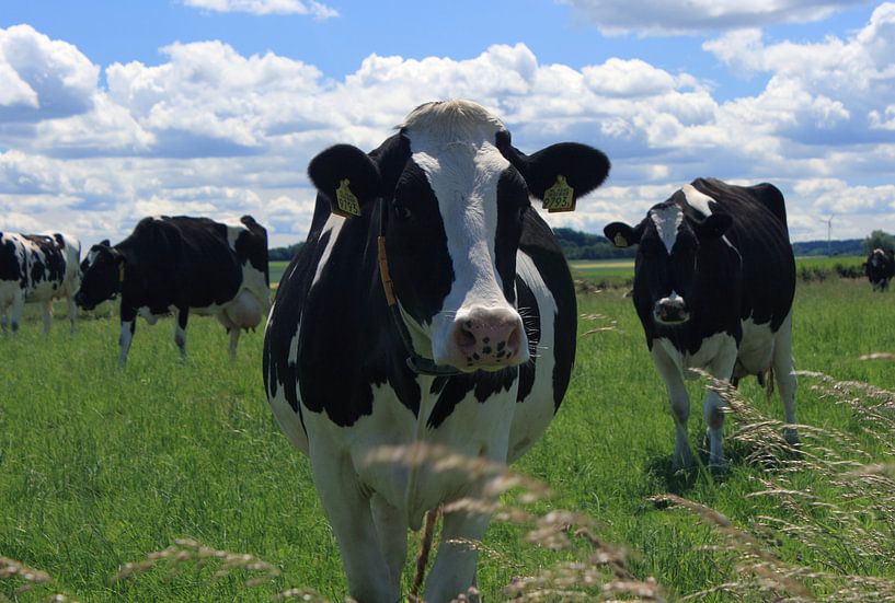 Cows in the meadow by MSP Canvas