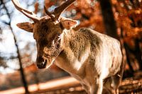 Hert | Deer | Hirsch