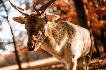 Hert | Deer | Hirsch van Pauline Duchene
