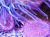 Pink a purple sea anemone by Judith van Wijk thumbnail