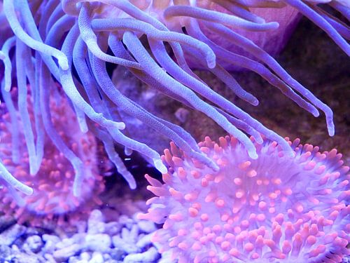 Pink a purple sea anemone