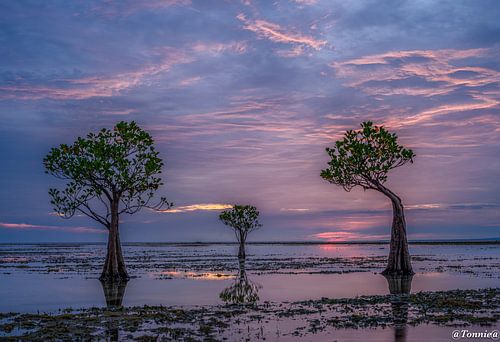 Indonesia , dancing trees at  purple sunrise van Ton van den Boogaard